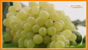 Sorsi di Benessere – Un drink a base di uva e zenzero