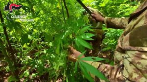 Nel Reggino scoperta una piantagione di canapa indiana, sequestrate 300 piante