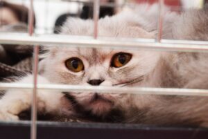 Rivoluzione per i gatti, arriva il primo vaccino a RNA: protegge da cinque malattie, compresa la leucemia felina