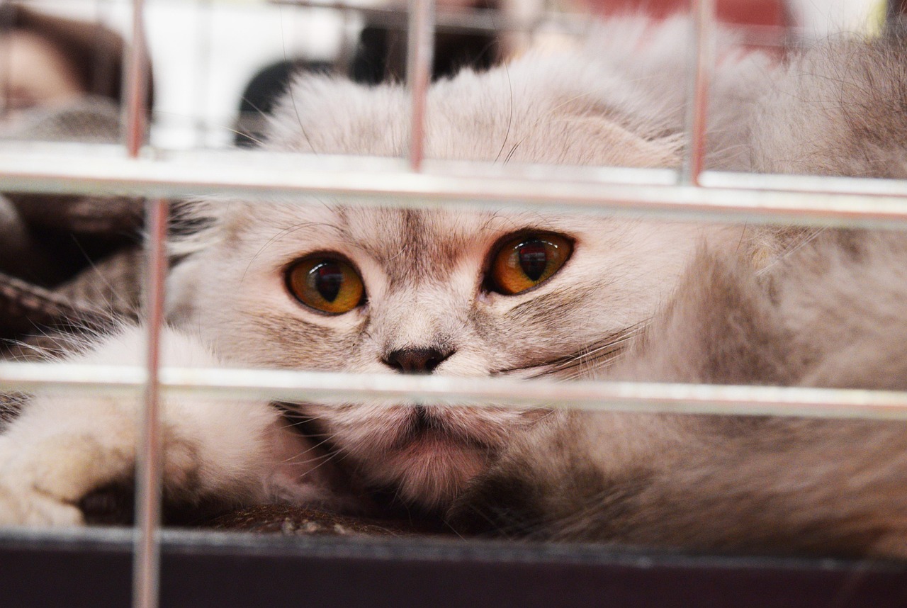 Rivoluzione per i gatti, arriva il primo vaccino a RNA: protegge da cinque malattie, compresa la leucemia felina