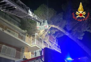 Santa Marinella – Paura in via Botticelli, grosso pino frana su una palazzina (FOTO)