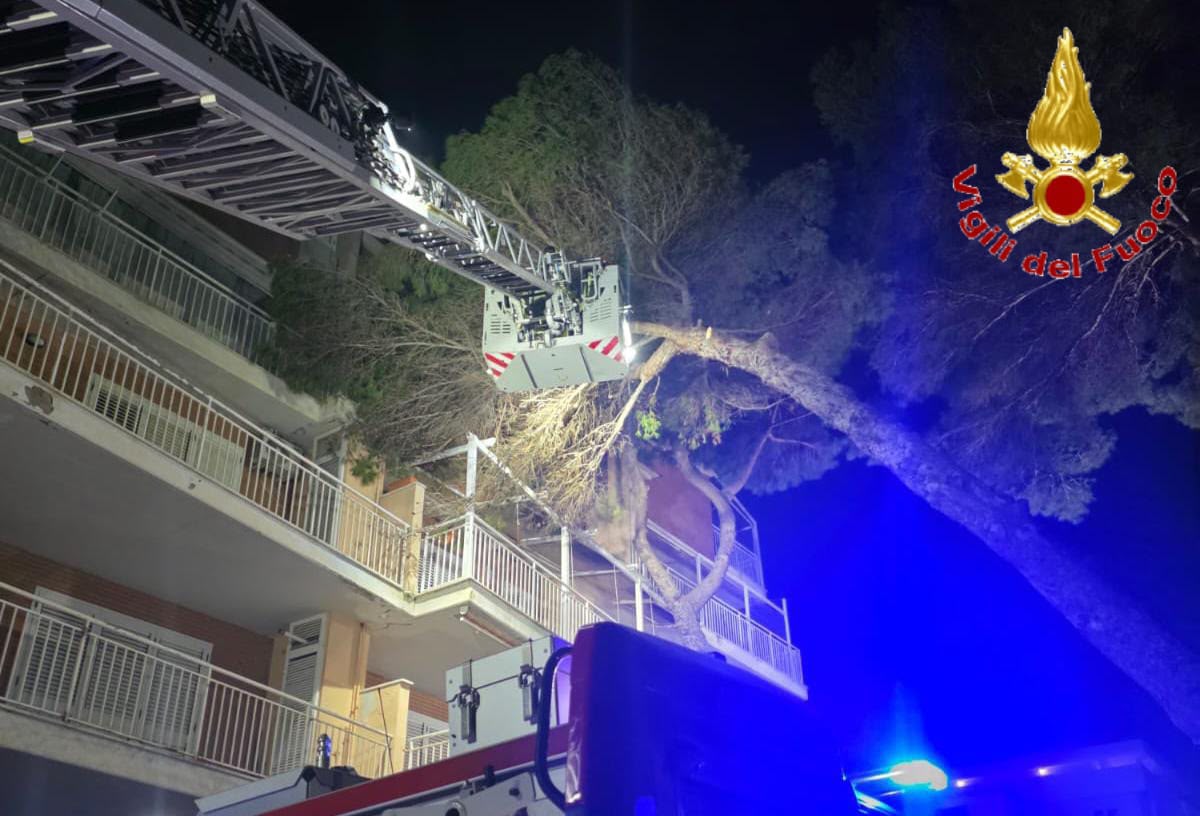 Santa Marinella – Paura in via Botticelli, grosso pino frana su una palazzina (FOTO)