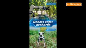 Cina, robot dotato di IA e cane robot contribuiscono alla raccolta della frutta
