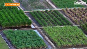 Cina, nello Hainan la più grande “banca genetica” del riso selvatico
