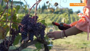 Vino italiano, riparte l’export extraeuropeo