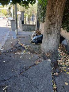 Via Monti Cimini, a Viterbo marciapiedi sventrati dalle radici e rifiuti. Ciambella all’attacco: “La sicurezza dei pedoni non è un optional”