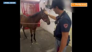 Corsa clandestina di cavalli nel Catanese, 5 denunce