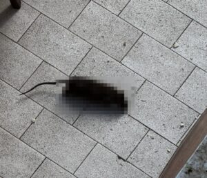Ladispoli – Casa occupata dal 2019, ratti e rifiuti nell’abitazione: i proprietari chiedono un intervento urgente (FOTO)