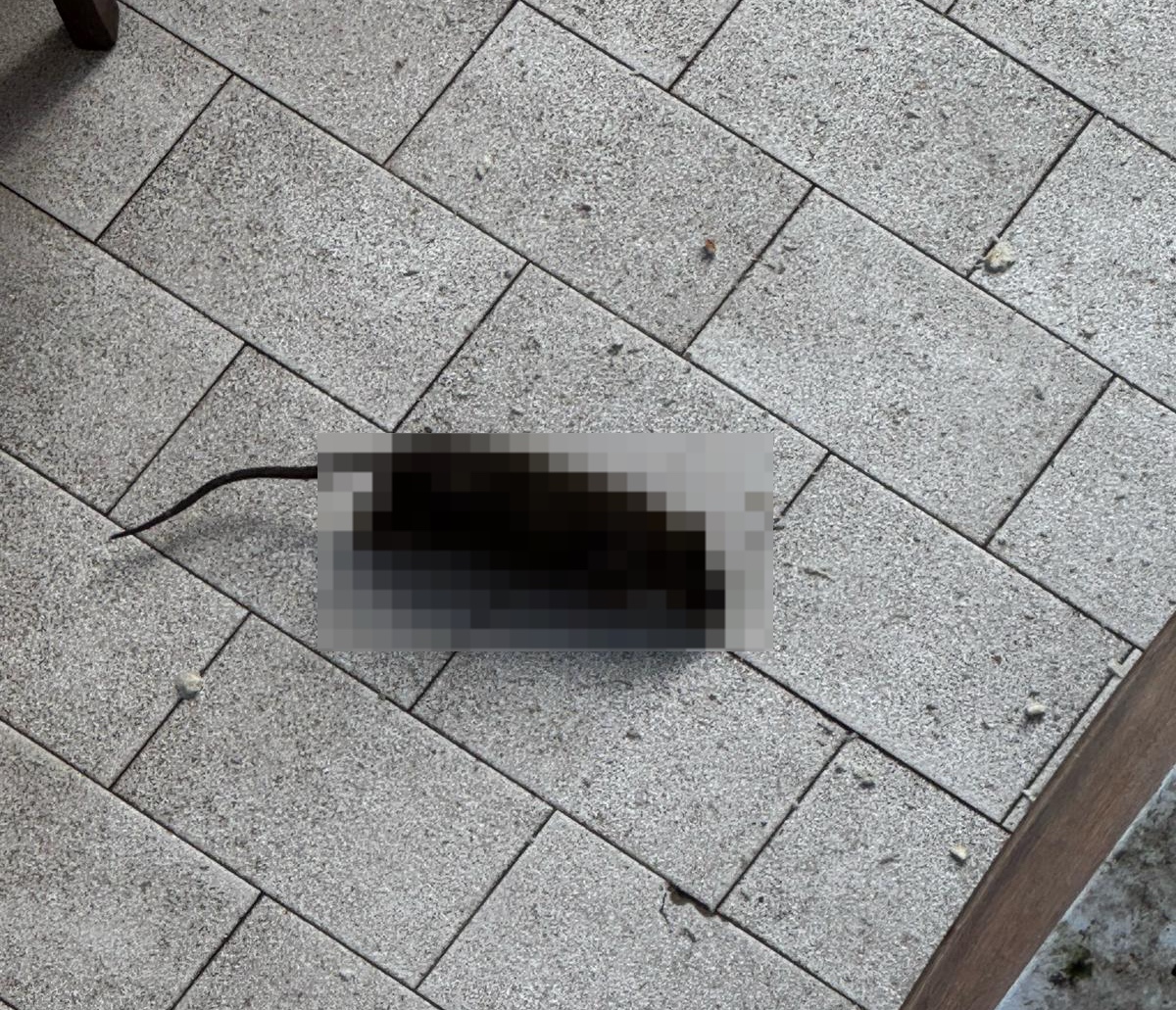 Ladispoli – Casa occupata dal 2019, ratti e rifiuti nell’abitazione: i proprietari chiedono un intervento urgente (FOTO)