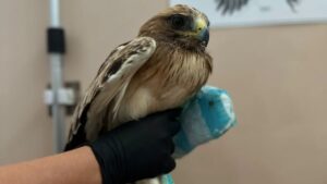 Velletri – Aquila uccisa a fucilate. La Lipu all’attacco: “Si applichi il Daspo al mondo venatorio”