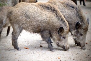 Tuscia – La peste suina torna a minacciare il territorio : virus alle porte e maxi piano di abbattimenti per salvare gli allevamenti