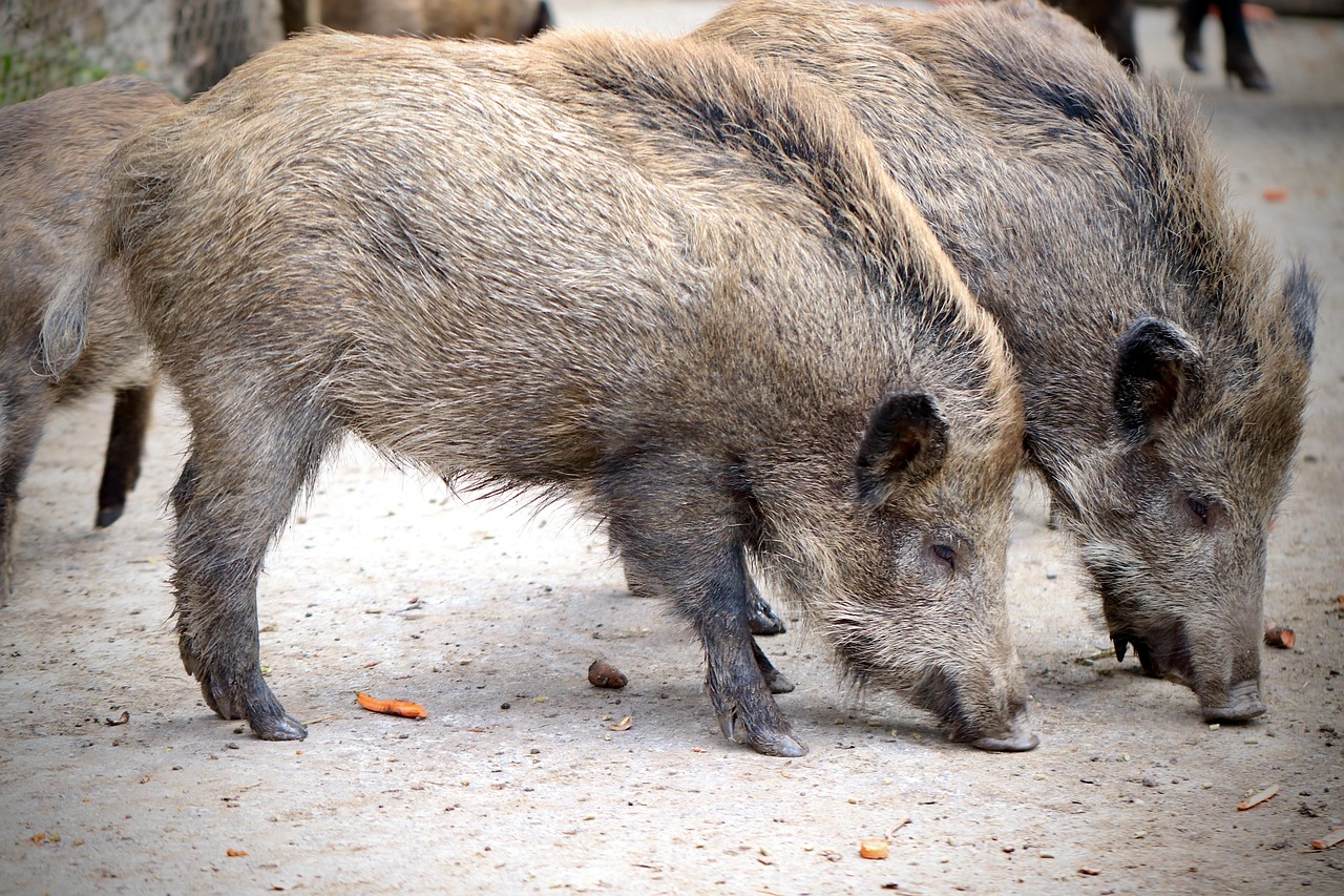 Tuscia – La peste suina torna a minacciare il territorio : virus alle porte e maxi piano di abbattimenti per salvare gli allevamenti