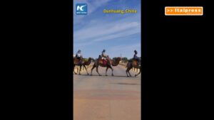 Cina, a Dunhuang semafori dedicati ai cammelli regolano il traffico